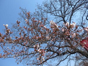 053すのまた桜開花標準木.JPG